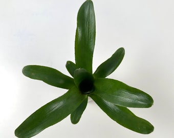 Neoregelia Amaranda | Grows and Ships Bare Root, Self Propagates, Rich Green Tropical Thick Leaves, Bromeliad Family