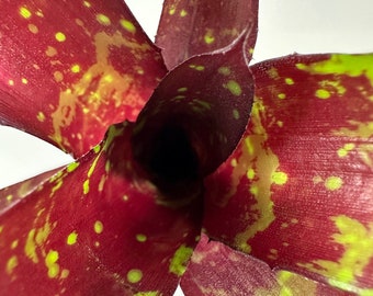 Neoregelia Hera Var Little Bright | Spattered Paint, Tie Dye Effect, Red with Green/Yellow Patterns, Bare Root, Self Propagates, Bromeliad