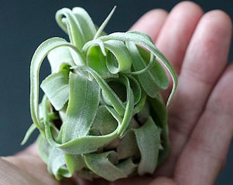 Tillandsia Streptophylla Air Plant | Curly Plant, Large Plant, Indoor House Plant, Easy Care Plant, Air Plants, Air Purifying, Succulent