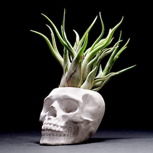 May include: A gray concrete skull planter with a green air plant. The air plant has long, slender, green leaves. The skull planter is detailed with eye sockets, a nose cavity, and teeth. The background is black.