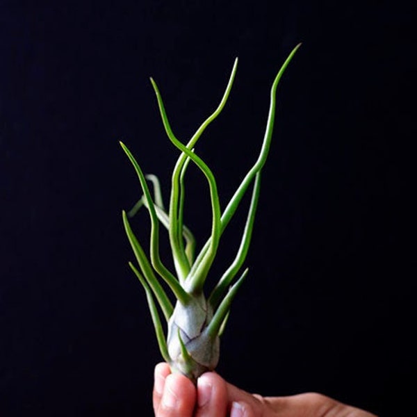 Bulbosa Guatemala Air Plant | Tillandsia, Wild Air Plant, Terrarium, Easy Plant, Medusa Air Plants, Octopus Plant, Bromeliad, Succulent