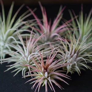 Tillandsia Ionantha Guatemala - Air Plant | Indoor House Plant, Terrarium Plant, Pink Air Plants, Air Purifying, Bromeliad