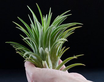 Ionantha Humalula - Rare Air Plant "Giant Ionantha" | Tillandsia, Indoor House Plant, Terrarium Plant, Easy Plant, Bromeliad, Air Plants