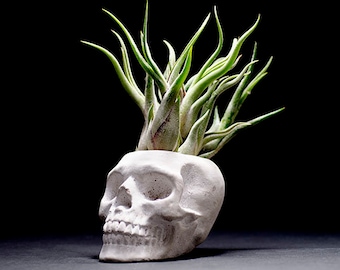 Concrete Sugar Skull Planter – Gothic Halloween Decor, Air Plant Pot