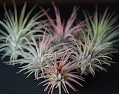 Tillandsia Ionantha Guatemala - Air Plant Indoor House Plant, Terrarium Plant, Pink Air Plants, Air Purifying, Bromeliad