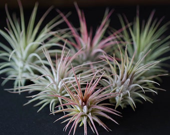 Tillandsia Ionantha Guatemala - Air Plant | Indoor House Plant, Terrarium Plant, Pink Air Plants, Air Purifying, Bromeliad