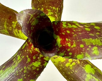 Neoregelia Toshiya | Small Bromeliad, Grows and Ships Bare Root, Dark Green Red Center Green Spots, Self Propagates