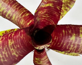 Neoregelia Screaming Tiger | Grows and Ships Bare Root, Self Propagates, Bright Red, Green, Yellow, Bromeliad Family