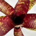 see more listings in the Neoregelia section