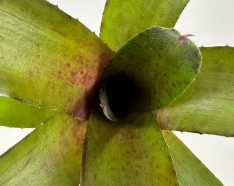 Neoregelia Astra | Grows and Ships Bare Root, Self Propagates, Green, Speckled Red Center, Bromeliad Family