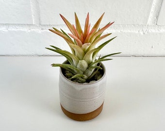 Ionantha v Vanhyningii Air Plant | Tillandsia, Indoor House Plant, Low Maintenance Easy Plant, Air Purifying Plant, Air Plants, Succulent