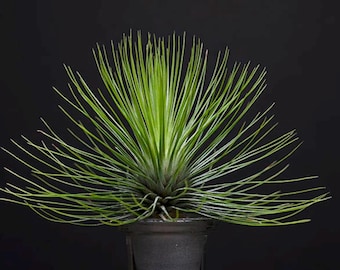 Tillandsia Andreana - RARE | Air Plant, Unusual Indoor House Plant, Low Maintenance, Air Purifying, Red Bloom Air Plants, Succulent