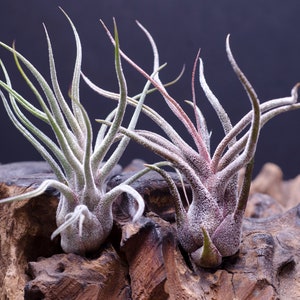 May include: Two air plants with long, slender, pointed leaves featuring a silvery-green and reddish-purple hue. The plants are positioned on a piece of textured, dark brown natural wood with deep crevices and a rough, organic surface structure.