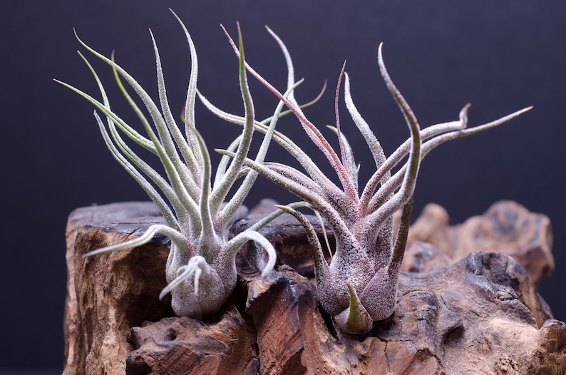 May include: Two air plants with long, slender, pointed leaves featuring a silvery-green and reddish-purple hue. The plants are positioned on a piece of textured, dark brown natural wood with deep crevices and a rough, organic surface structure.