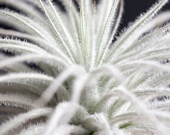 Tillandsia Tectorum Air Plant | Rare Cute Fuzzy Air Plants, Unusual Exotic Indoor House Plant, Low Maintenance, White Plant, Bromeliad