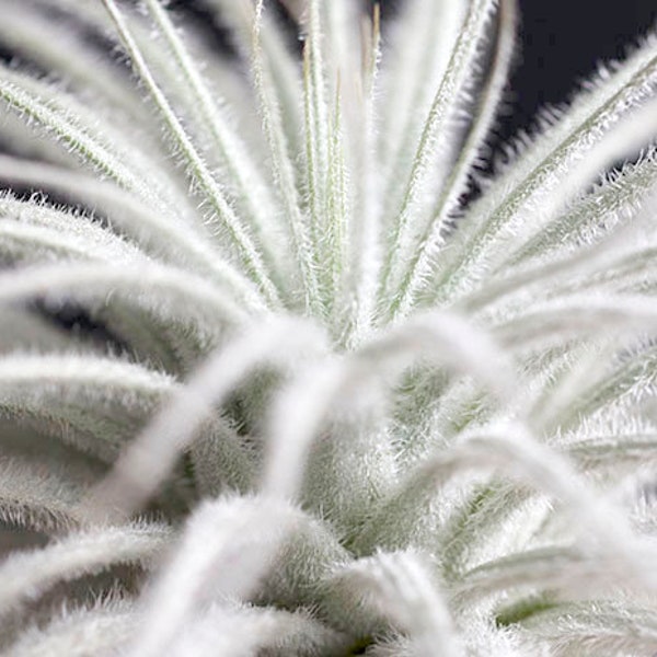 Tillandsia Tectorum Air Plant | Rare Cute Fuzzy Air Plants, Unusual Exotic Indoor House Plant, Low Maintenance, White Plant, Bromeliad