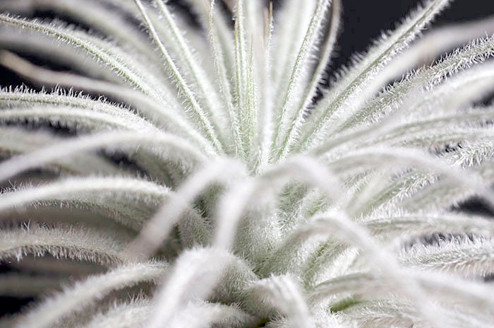 Tillandsia Tectorum Air Plant | Rare Cute Fuzzy Air Plants, Unusual E…