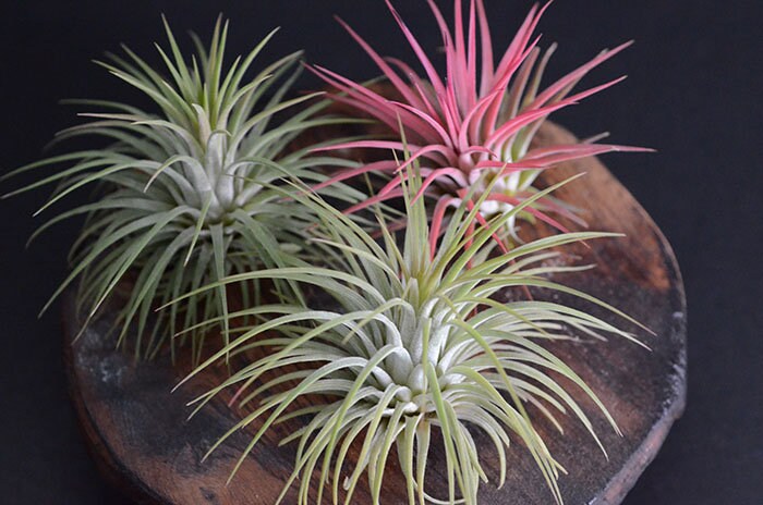 Ionantha Rubra Air Plant - Large | Tillandsia, Pink/Green Air Plants,…