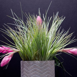 Houston Cotton Candy Air Plant | Tillandsia, Low Maintenance, Indoor House Plant, Pink Bloom, Flowering Air Plants, Air Purifying, Succulent