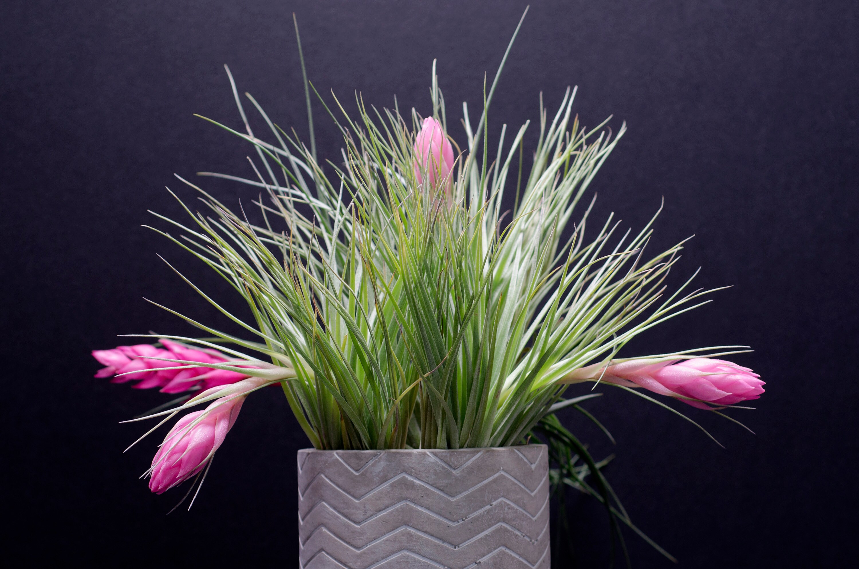 Houston Cotton Candy Air Plant | Tillandsia, Low Maintenance, Indoor …