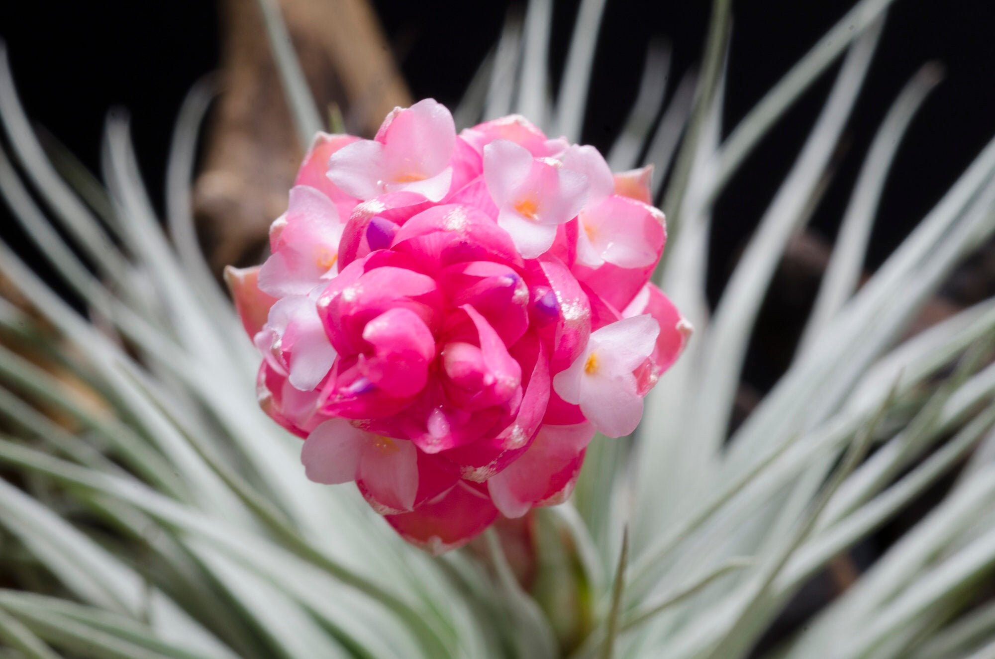 Houston Red Princess  Air Plant | Tillandsia, Low Maintenance, Indoor…