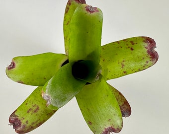 Neoregelia Abendrothae | Bright Green Foliage, Red Tipped Leaves, Red Spots, Upright Rosette, Bare Root, Self Propagating, Bromeliad Family