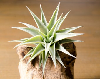 Edithae Air Plant - Green Form - Rare | Tillandsia, Indoor House Plant, Terrarium Plant, Easy Plant, Bromeliad, Succulent