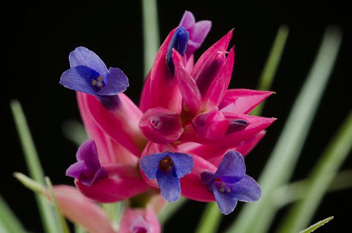 Aeranthos Stricta Air Plant | Tillandsia, Low Maintenance, Indoor Hou…