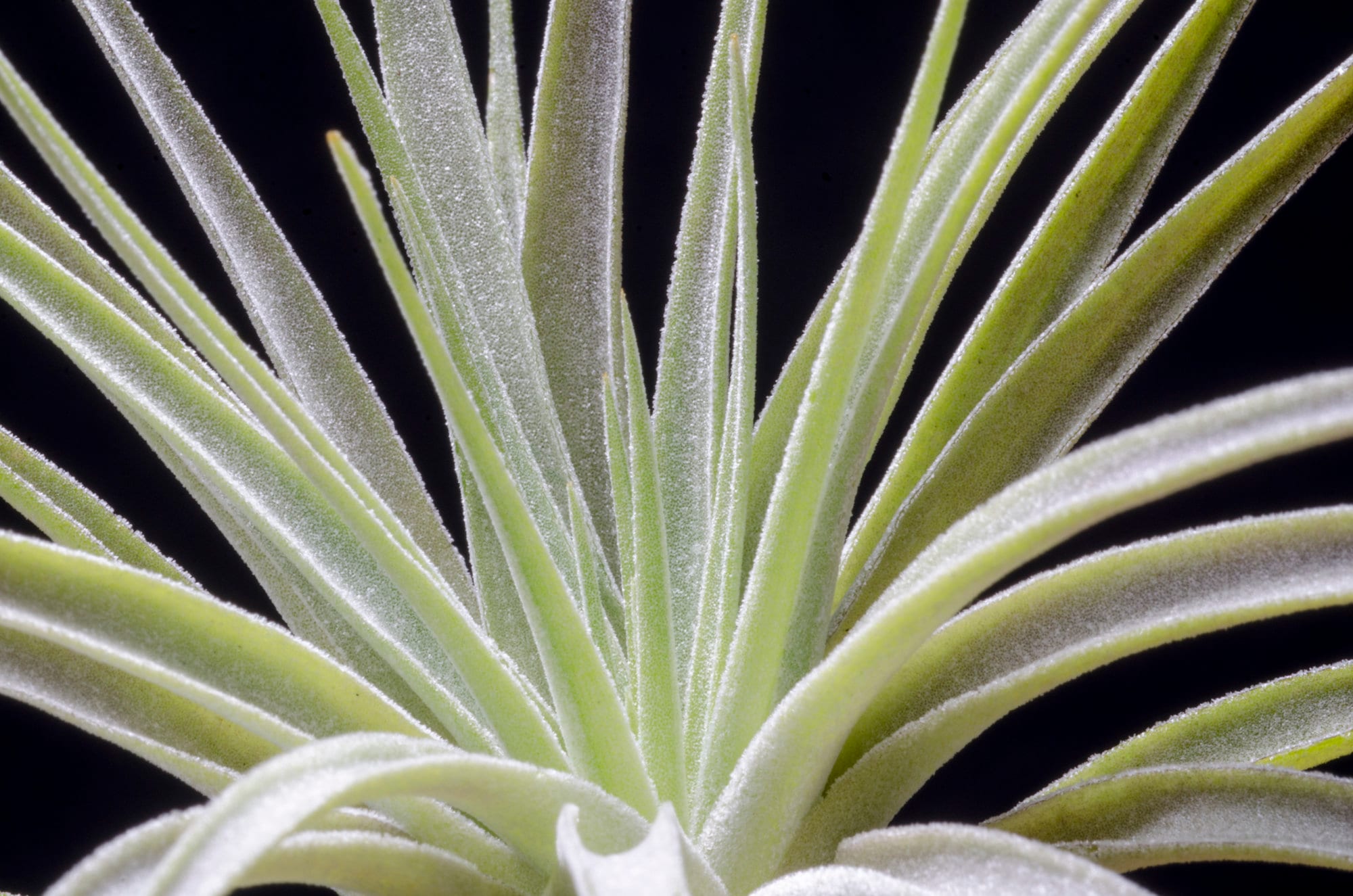 Tillandsia Didisticha Large Form RARE Air Plant | Low Maintenance
