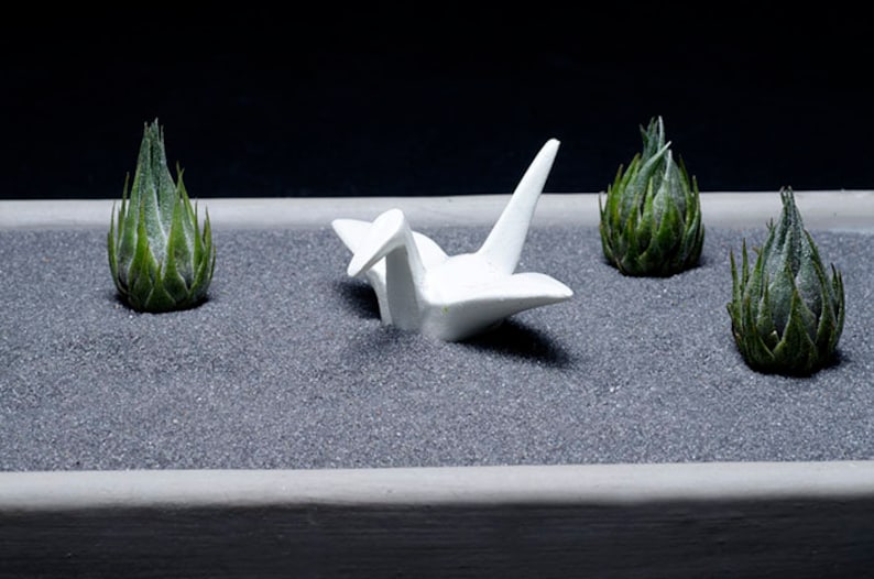 Tillandsia Kautskyi EXTREMELY RARE Miniature Air Plant image 5