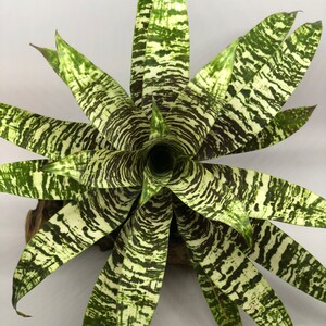 Vriesea Goudaea Ospinae Var Gruberi | Bromeliad, Multicolored 