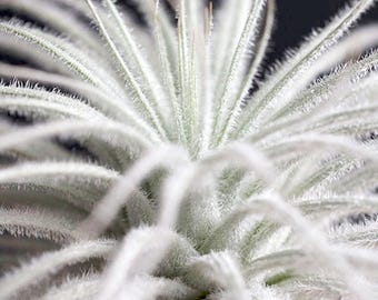 Tillandsia Tectorum Air Plant | Rare Cute Fuzzy Air Plants, Unusual Exotic Indoor House Plant, Low Maintenance, White Plant, Bromeliad