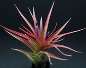 Tillandsia Brach. Multiflora - Air Plant Indoor House Plant, Low Maintenance Plant, Terrarium Plant, Air Purifying, Air Plants