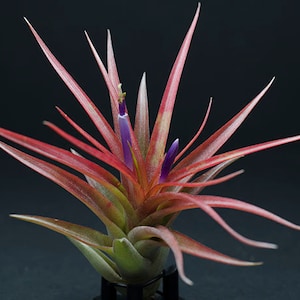 Tillandsia Brach. Multiflora - Air Plant | Indoor House Plant, Low Maintenance Plant, Terrarium Plant, Air Purifying, Air Plants