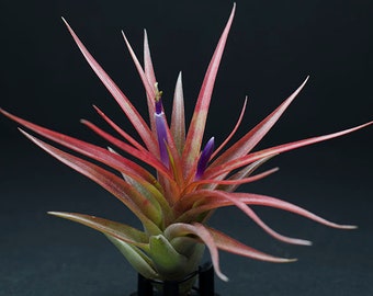 Tillandsia Brach. Multiflora - Air Plant | Indoor House Plant, Low Maintenance Plant, Terrarium Plant, Air Purifying, Air Plants