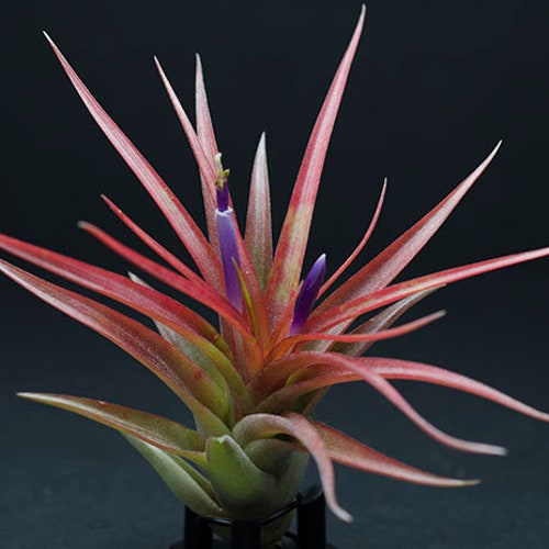Tillandsia Brach. Multiflora Air Plant Indoor House Plant Etsy