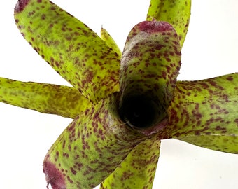 Neoregelia Red Lips var Mini | Grows and Ships Bare Root, Self Propagates, Bright Green with Red Spots and Leaf Tips, Bromeliad Family