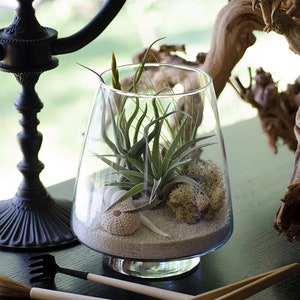 May include: A clear glass terrarium vessel containing light-colored sand, a small sea urchin shell, a piece of light-colored moss, and several green air plants. The vessel has a wide base that tapers toward the top opening.