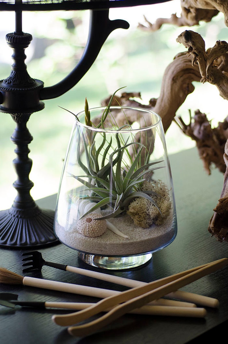 May include: A clear glass terrarium vessel containing light-colored sand, a small sea urchin shell, a piece of light-colored moss, and several green air plants. The vessel has a wide base that tapers toward the top opening.