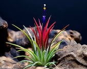 Tillandsia Ionantha Fuego - Air Plants Red, Hot Pink, Terrarium, Indoor House Plant, Easy Low Maintenance Plant