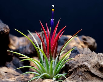 Tillandsia Ionantha Fuego - Air Plants | Red, Hot Pink, Terrarium, Indoor House Plant, Easy Low Maintenance Plant