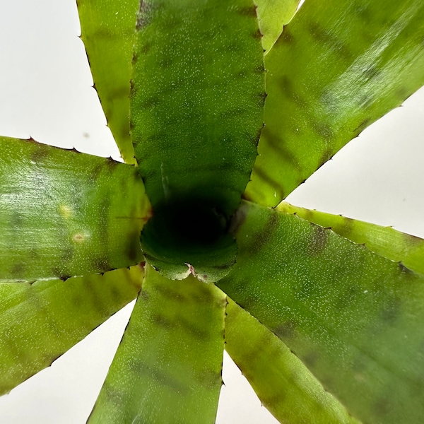 Neoregelia Thera | Grows and Ships Bare Root, Self Propagates, Green Striped Leaves, Bromeliad Family