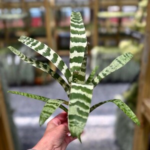 Botanical Gift Idea Plant Enthusiast Present Rare Bromeliad Collection Vriesea Juno Variety Tropical Indoor Plant Horizontal Variegated Pattern Premium Quality Specimen Living Home Decoration Air Purifying Properties Easy Maintenance