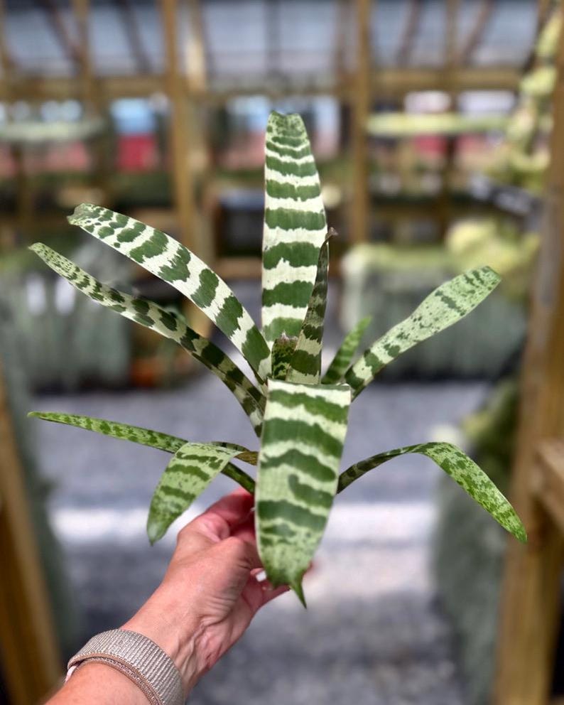 Botanical Gift Idea Plant Enthusiast Present Rare Bromeliad Collection Vriesea Juno Variety Tropical Indoor Plant Horizontal Variegated Pattern Premium Quality Specimen Living Home Decoration Air Purifying Properties Easy Maintenance