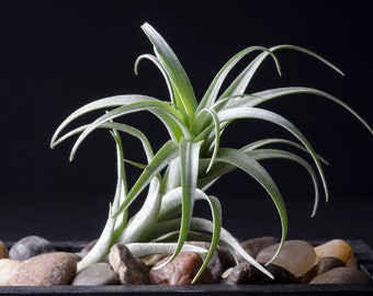 Tillandsia Nana - Stem Growing, Curly Air Plant | Indoor House Plant, Easy Care Plant, Office Plant, Bromeliad, Air Plants