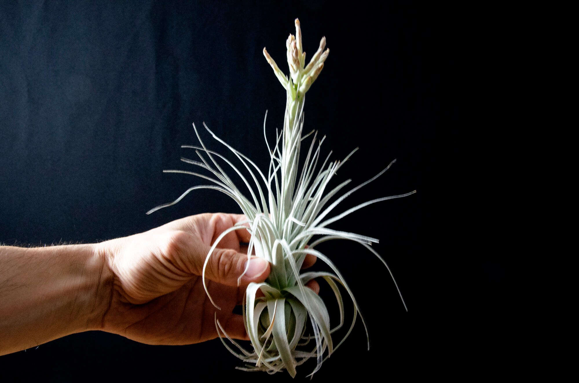 Tillandsia Chapeuensis – EXTREMELY RARE Air Plant | Fuzzy Foliage