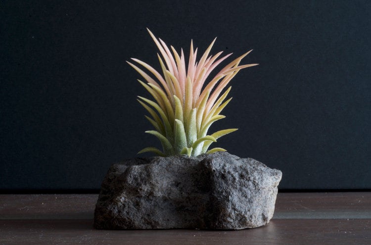 Ionantha Druid Yellow Air Plant - RARE | Tillandsia, Unusual Yellow A…