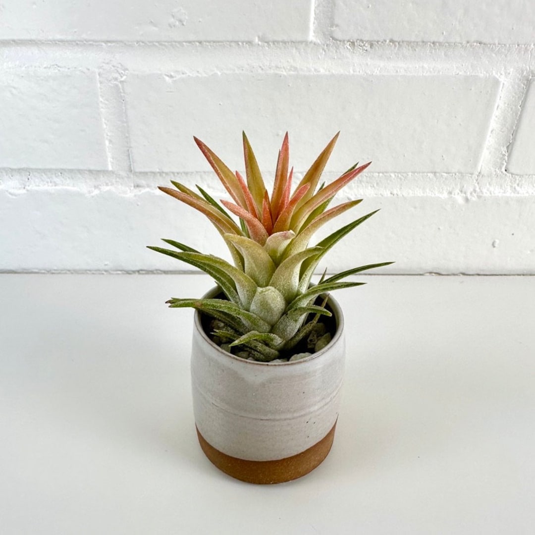 ゴ*ラ様 T. ionantha var. van-hyningii 'Mino Ionantha V Vanhyningii Air Plant | Tillandsia, Indoor House Plant