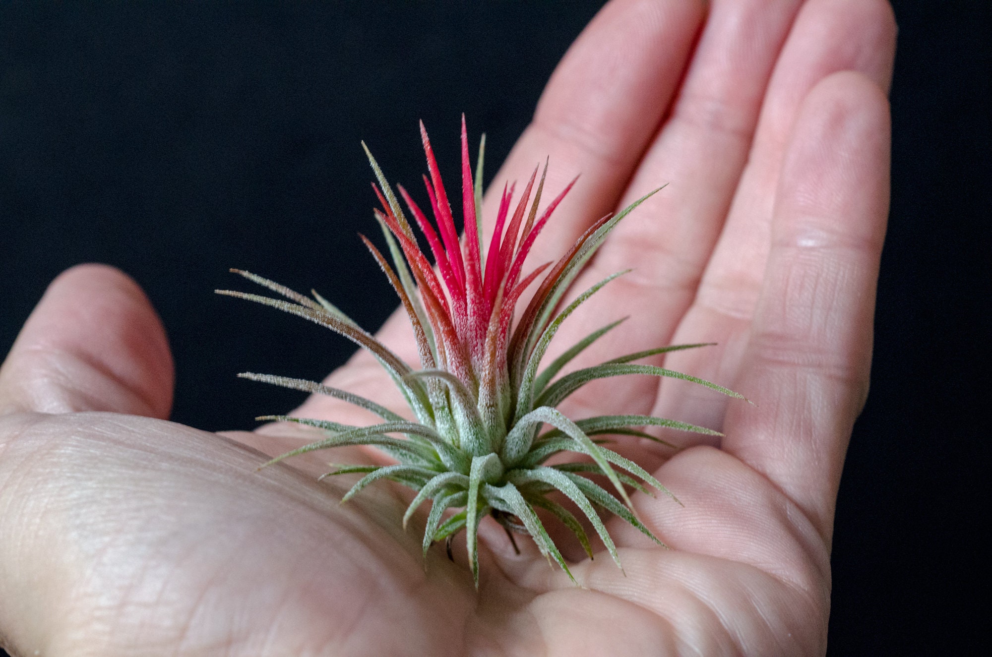 Tillandsia Ionantha Fuego - Air Plants | Red, Hot Pink