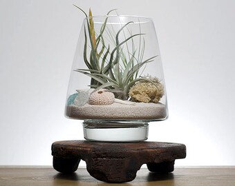 Seaside Air Plant Terrarium Kit | Tillandsia, Low Maintenance Plant, Indoor House Plants, DIY Air Plant Display Kit, Air Plants, Plant Gift